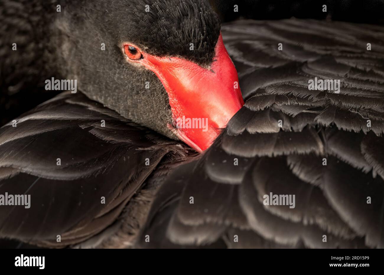Il cigno nero (Cygnus atratus) è un'icona australiana. L'emblema ufficiale dell'Australia Occidentale, raffigurato nella bandiera di stato e nello stemma. Foto Stock