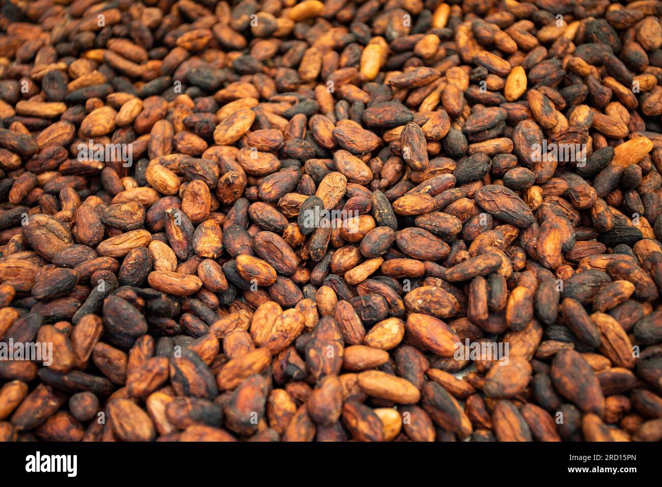 Essiccazione naturale del cacao biologico - Theobroma cacao Foto Stock