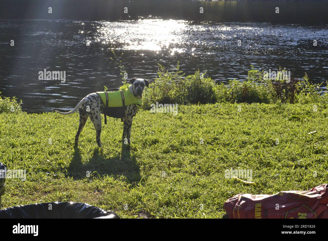 Dalmata in giubbotto di salvataggio vicino al fiume Foto Stock