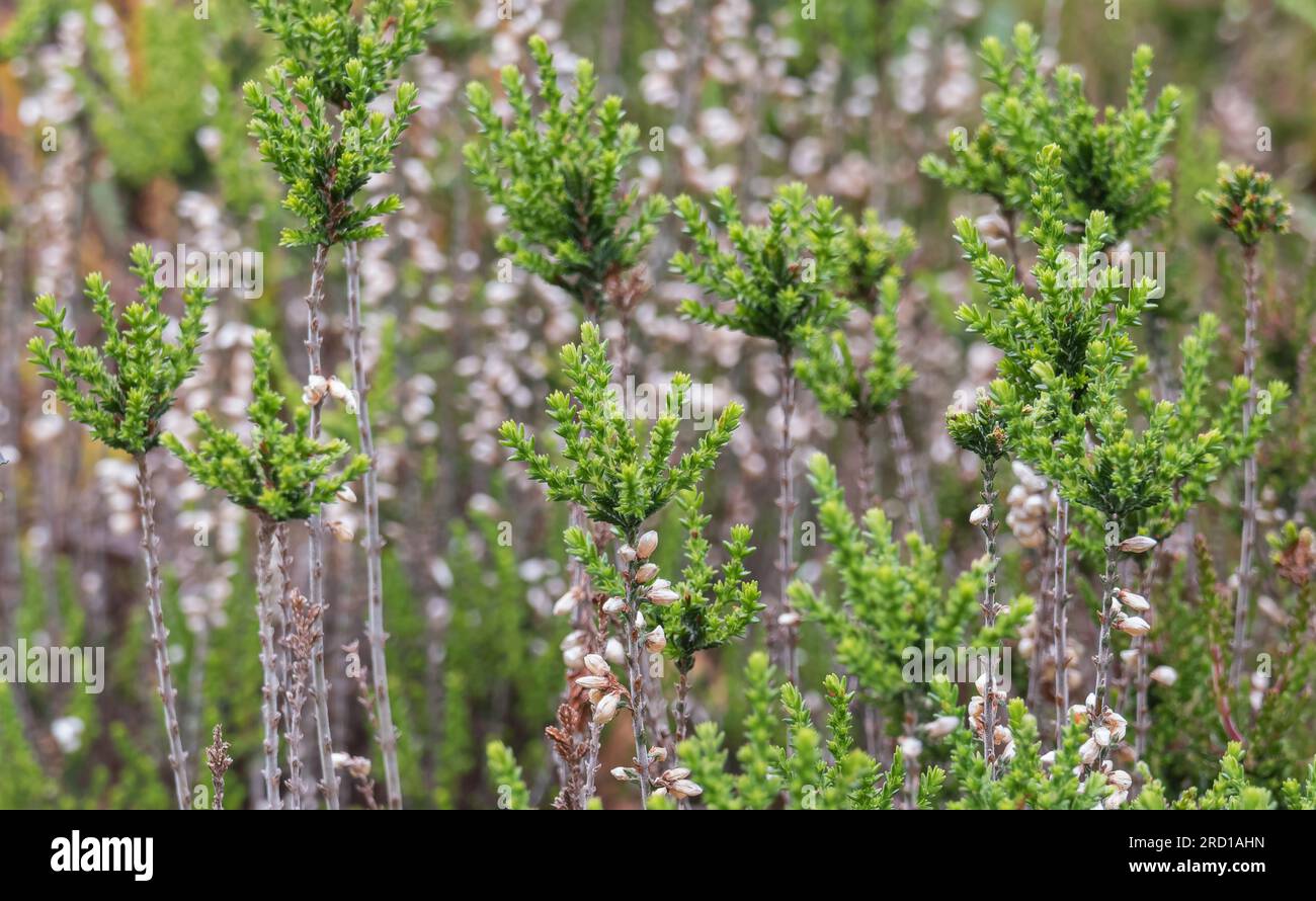 Erica vaga le piante da vicino crescendo da vicino con la luce del giorno all'aperto Foto Stock