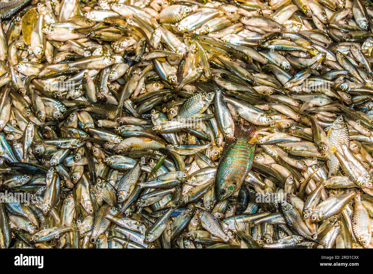 Una collezione di piccoli pesci indigeni del Bangladesh Foto Stock