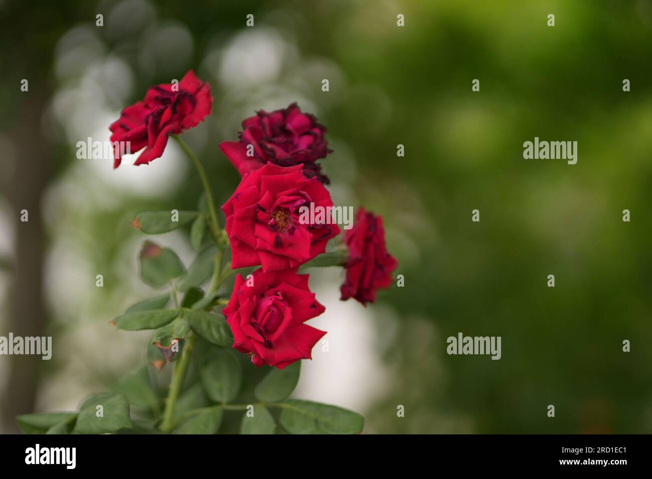 Rose rosse in piena fioritura Foto Stock