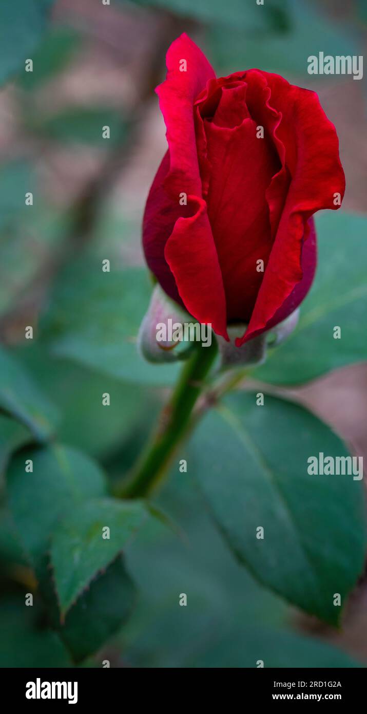 Fotografia ravvicinata di un bocciolo di rosa rosso in un giardino. Foto Stock