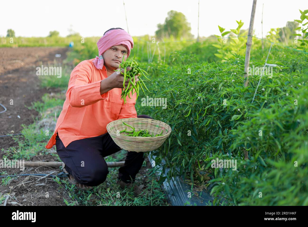 Felice agricoltore indiano, tenendo in mano il peperoncino verde Foto Stock