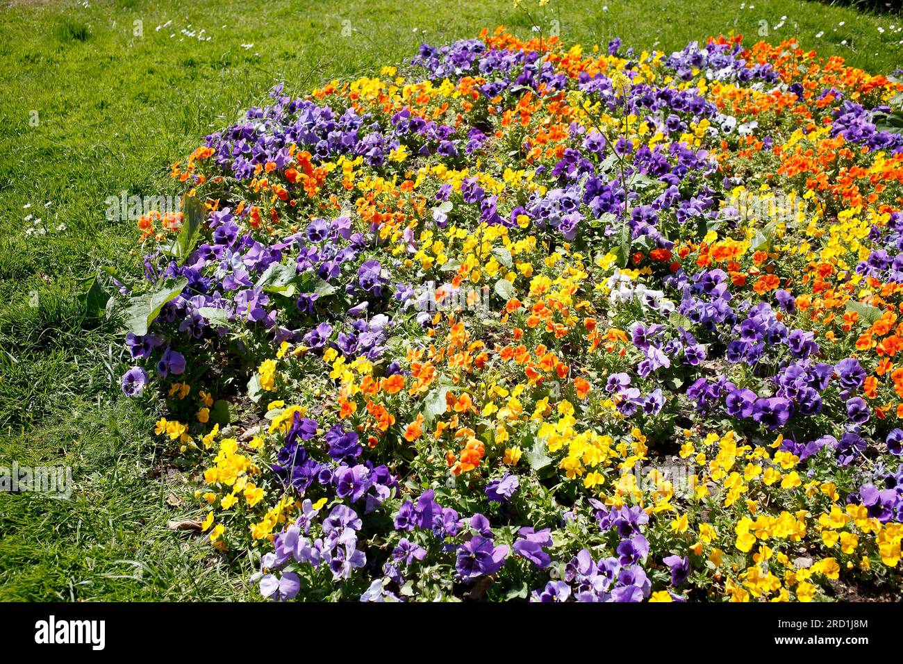 Fiori di Pansy, letto di fiori, Germania Foto Stock