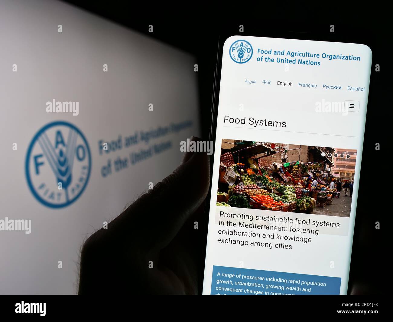 Persona in possesso di un cellulare con il sito web dell'agenzia delle Nazioni Unite per l'alimentazione e l'agricoltura (FAO) sullo schermo con il logo. Concentrarsi sul centro del display del telefono. Foto Stock
