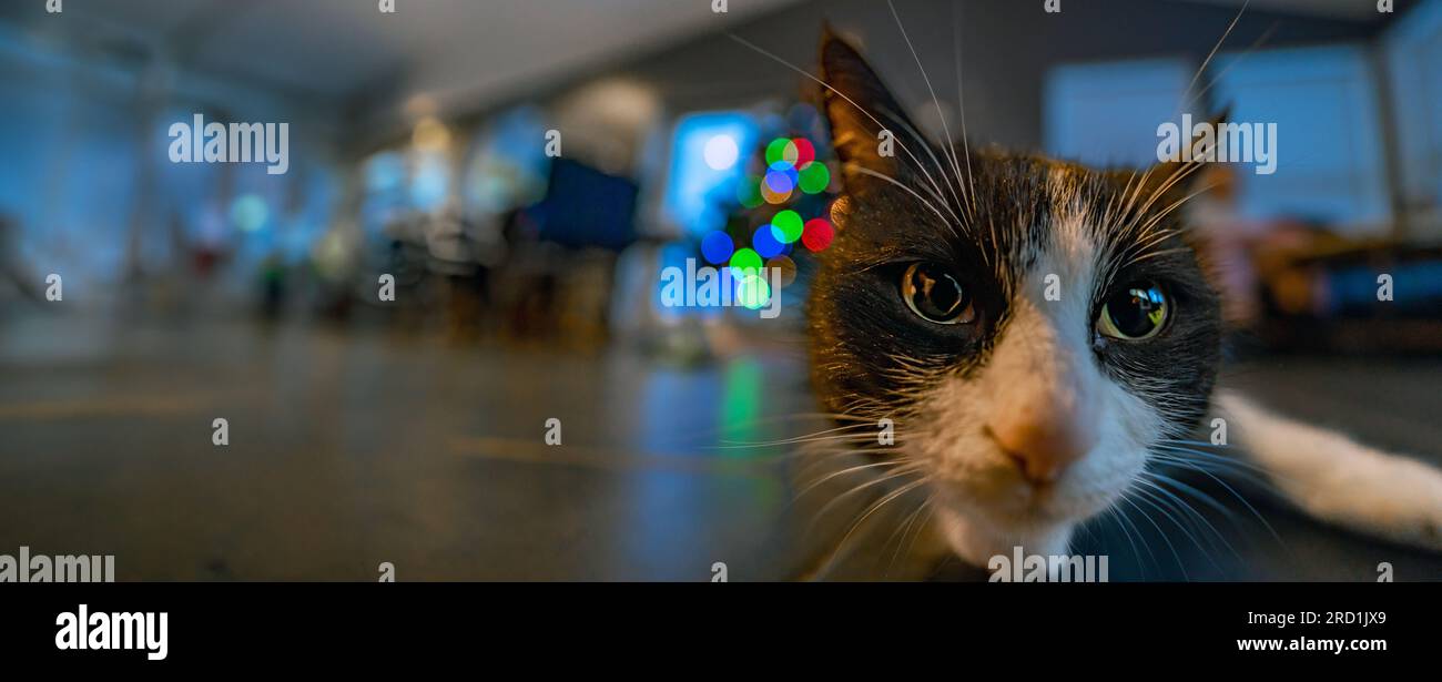 Primo piano della testa di un gatto bianco e nero dall'Islanda che fissa la fotocamera con gli occhi ampi e le luci dell'albero di Natale sullo sfondo. Foto Stock