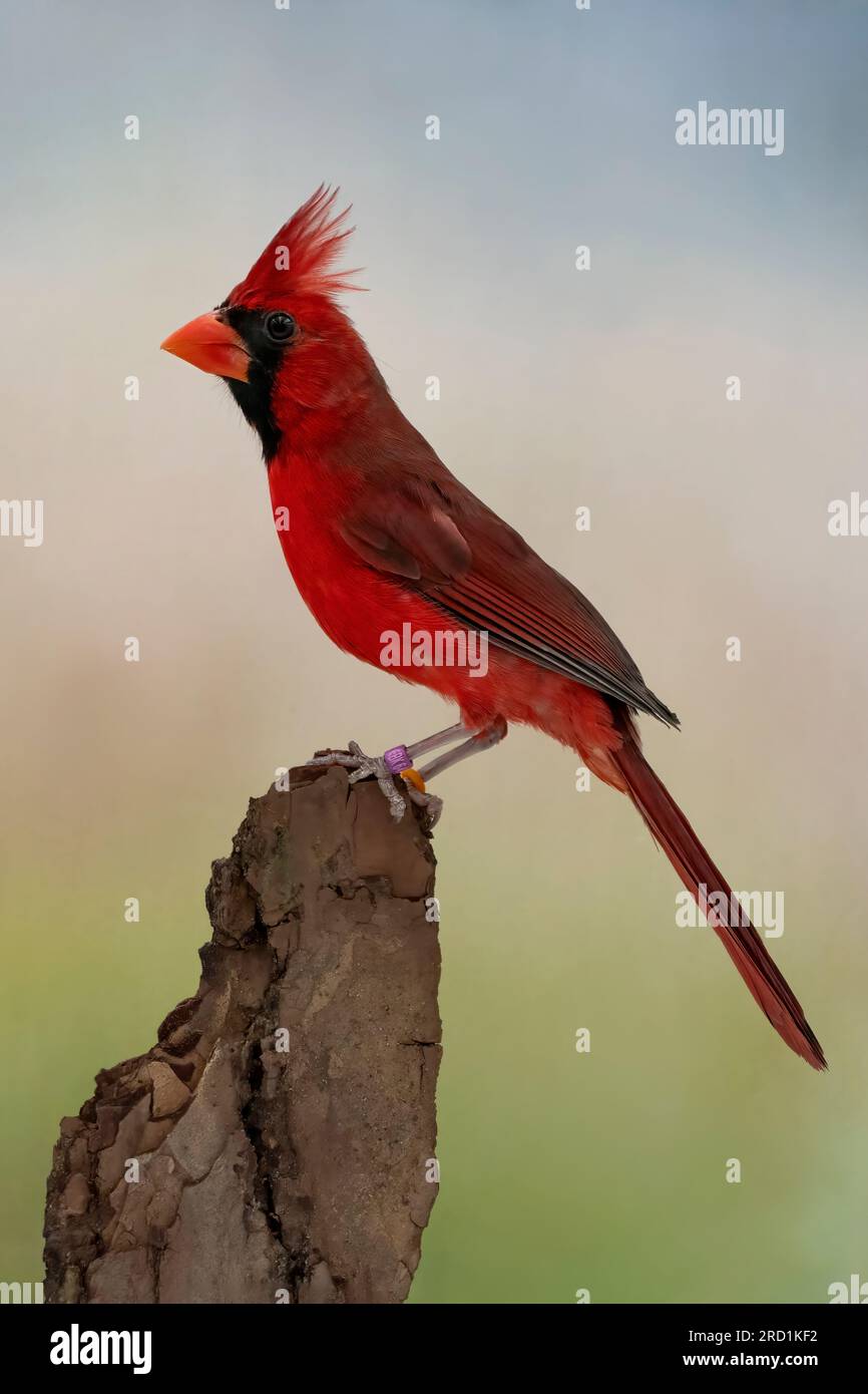 Cardinale del nord (Cardinalis cardinalis) foto scattate nella mia scatola fotografica, uccelli in cattività Foto Stock