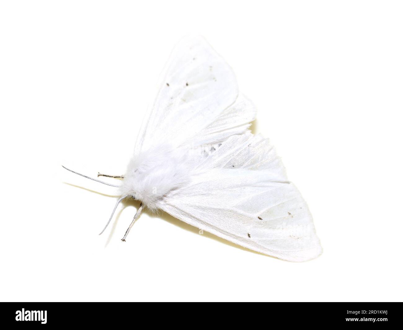 Femmine Spilosoma virginica Virginia tigre falena su sfondo bianco Foto Stock