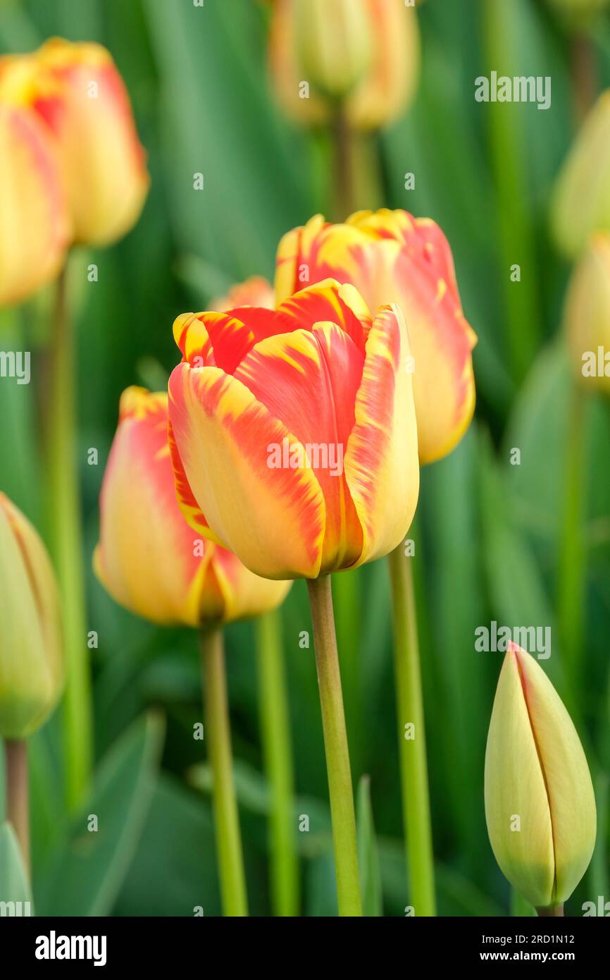 Tulip Banjo Luka, Tulipa Banjo Luka, Darwin Hybrid Tulip, Banjo Luka, petali gialli striati di rosso Foto Stock