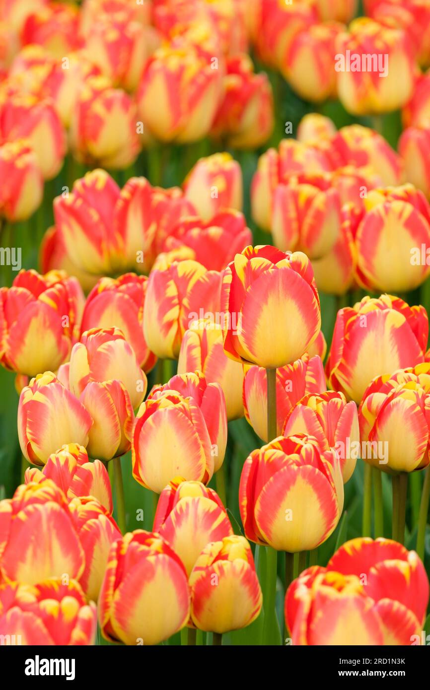 Tulip Banjo Luka, Tulipa Banjo Luka, Darwin Hybrid Tulip, Banjo Luka, petali gialli striati di rosso Foto Stock