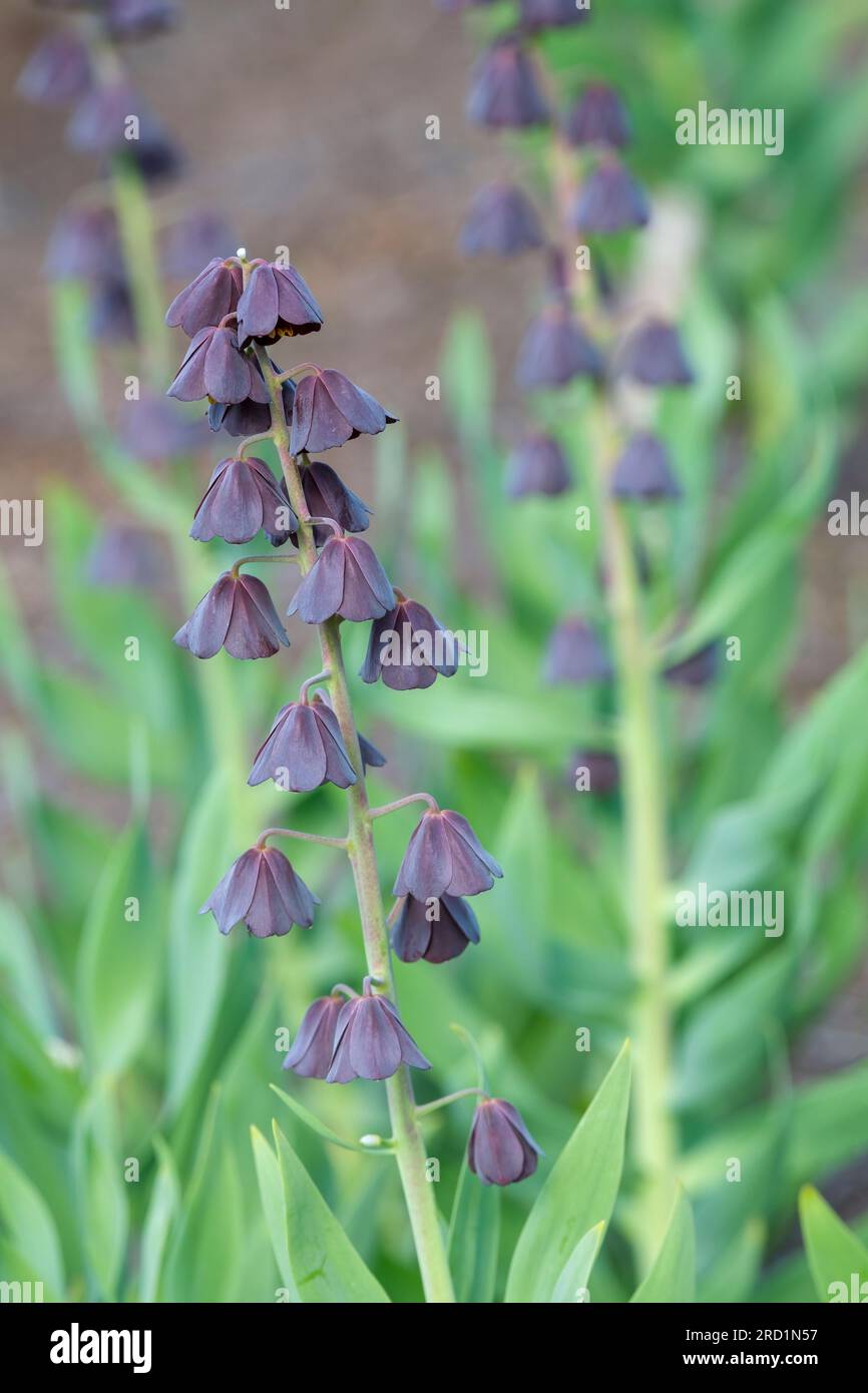 Fritillaria Persica Blues Brothers, Persica Blues Brothers, bulboso perenne, viola profondo, fiori quasi neri Foto Stock