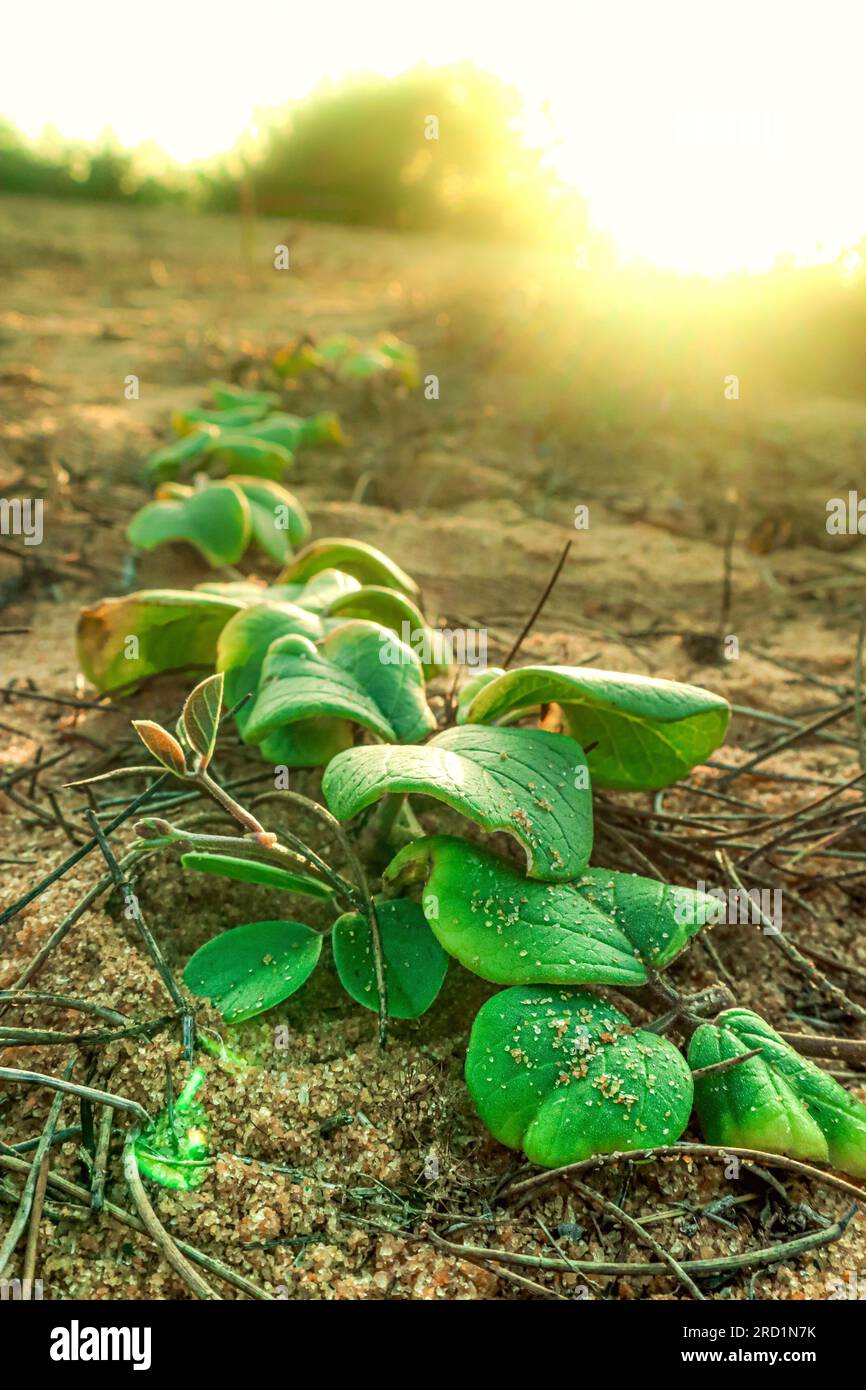 Foglie verdi a terra alla luce del mattino. Contesto naturale. Foto Stock