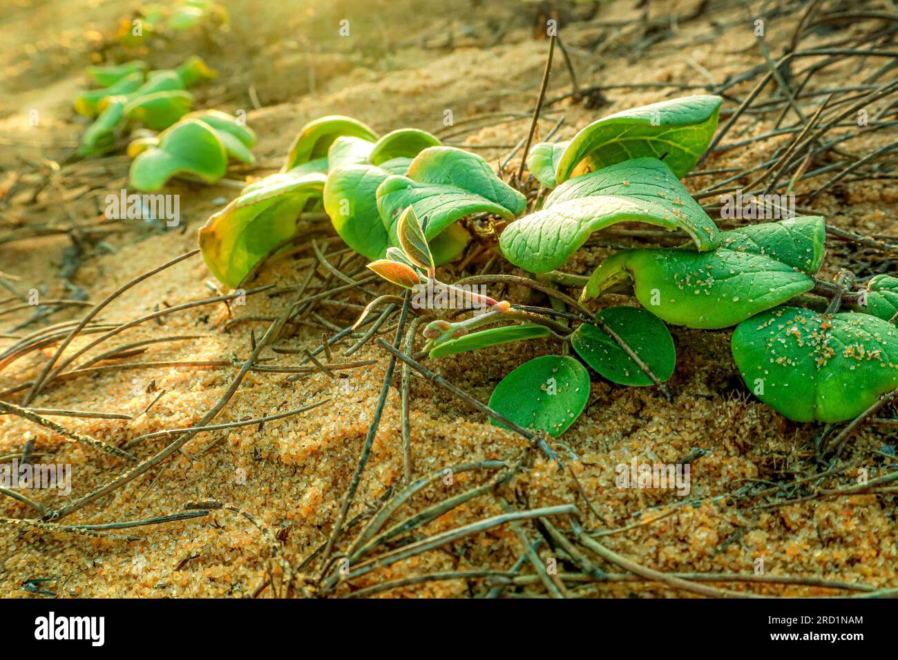 Foglie verdi a terra alla luce del mattino. Contesto naturale. Foto Stock