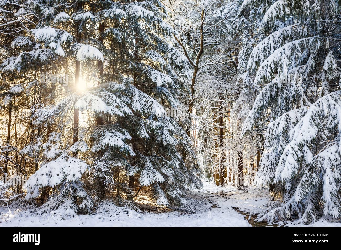 Geografia / viaggi, Germania, Assia, Niedernhausen, sole nella foresta invernale vicino a Engenhahn a Taunus, ULTERIORI-DIRITTI-CLEARANCE-INFO-NOT-AVAILABLE Foto Stock