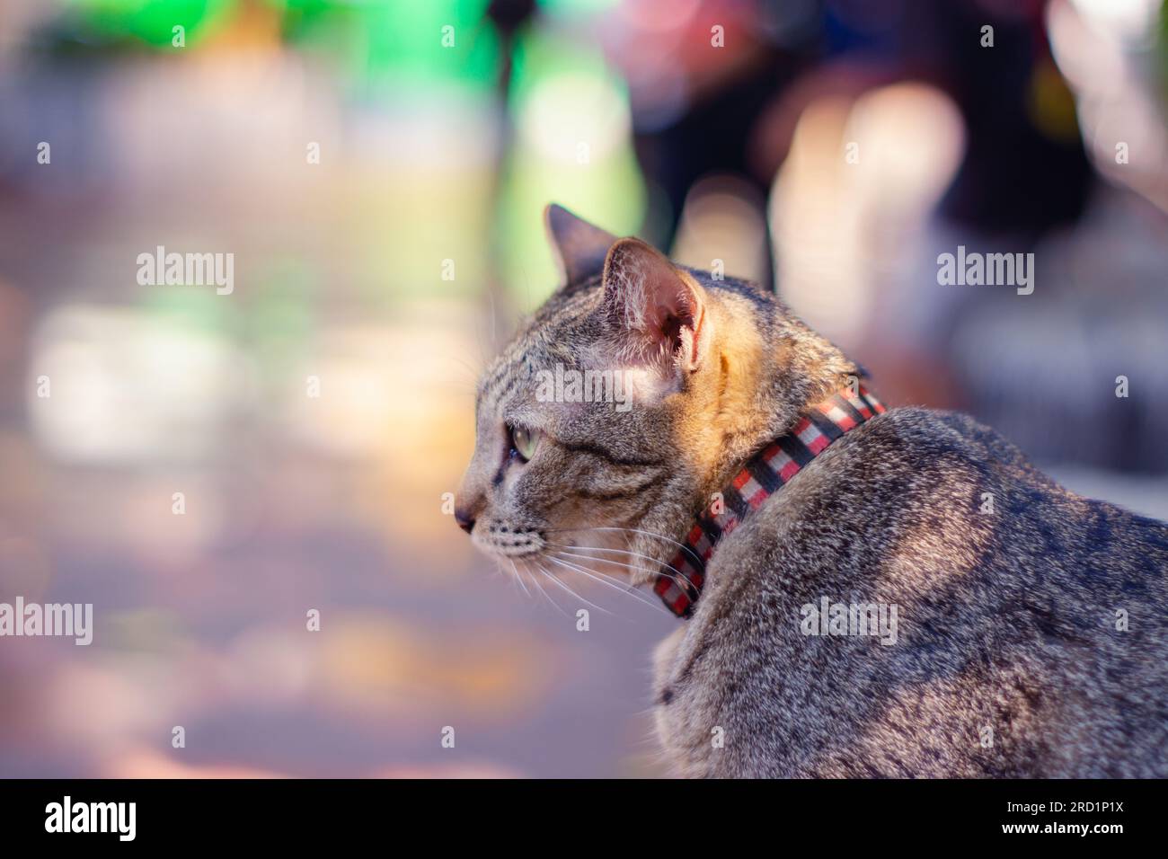 Foto della testa e vista laterale di un gatto tabby con sfondo bokeh. Preso nel 2023, Bangkok, Thailandia. Foto Stock