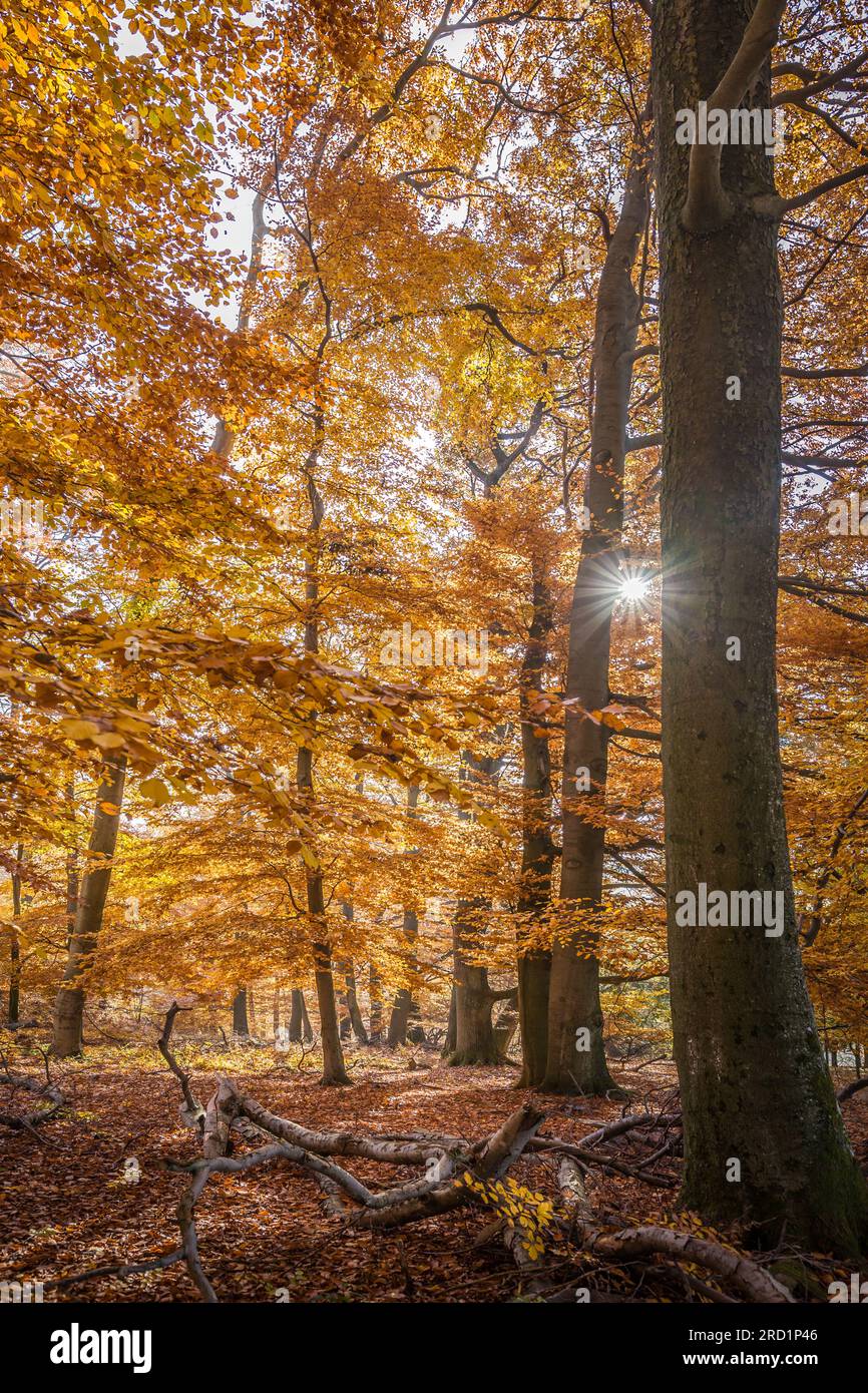 Geografia / viaggi, Germania, Assia, Niedernhausen, sole autunnale nelle faggete del Taunus, DIRITTI AGGIUNTIVI-CLEARANCE-INFO-NOT-AVAILABLE Foto Stock