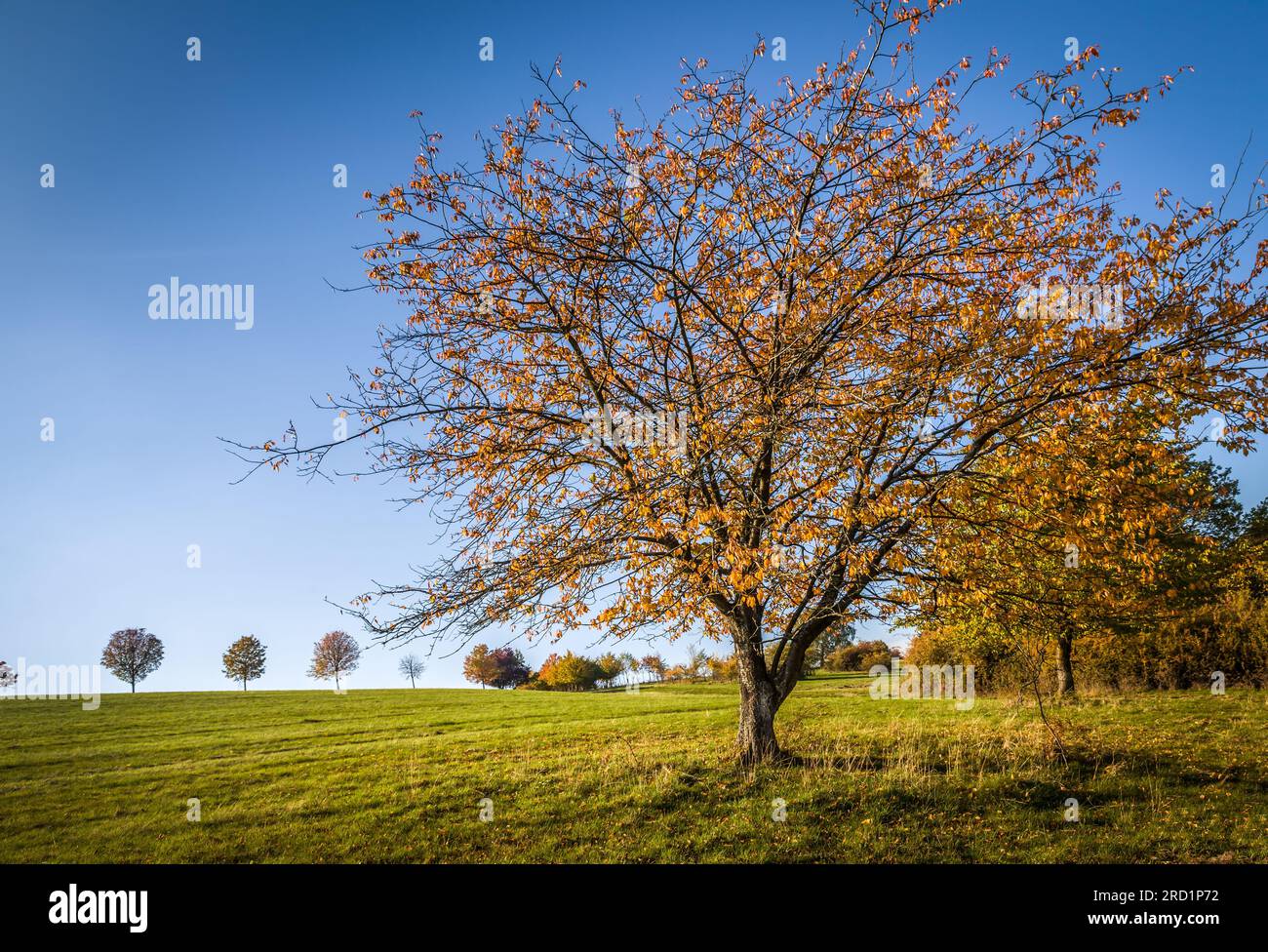 Geografia / viaggi, Germania, Assia, Niedernhausen, ULTERIORI-DIRITTI-CLEARANCE-INFO-NOT-AVAILABLE Foto Stock