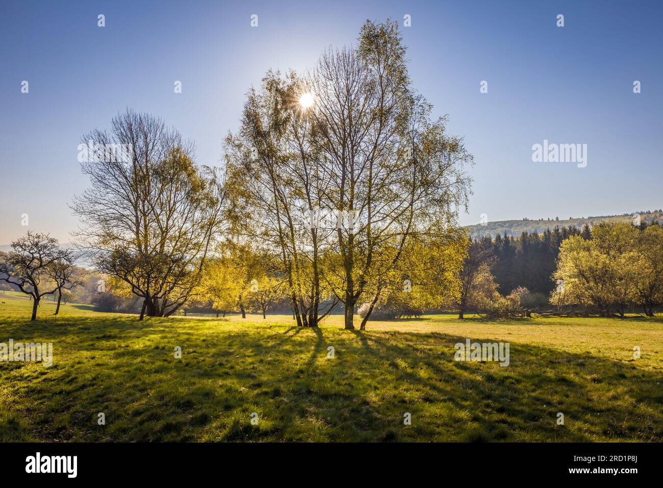 Geografia / viaggi, Germania, Assia, Niedernhausen, mattina di primavera nella foresta di Taunus vicino a Engenhahn, ULTERIORI-DIRITTI-CLEARANCE-INFO-NOT-AVAILABLE Foto Stock
