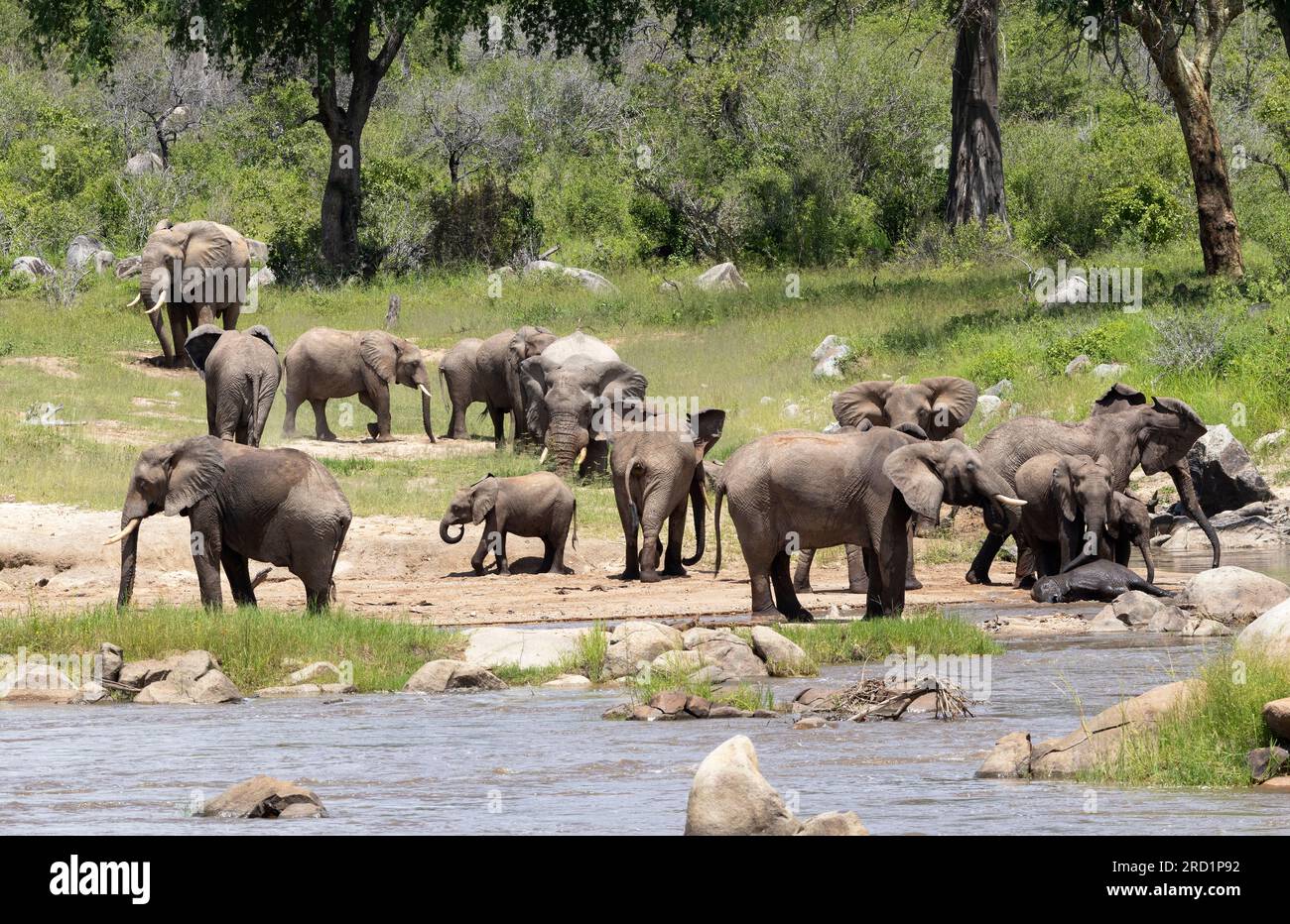 Diverse mandrie di razze si incontrano e si mescolano sulla riva del fiume. Diversi tori si uniscono e bevono e deglutiscono. Socializzare in questo modo è molto importante. Foto Stock