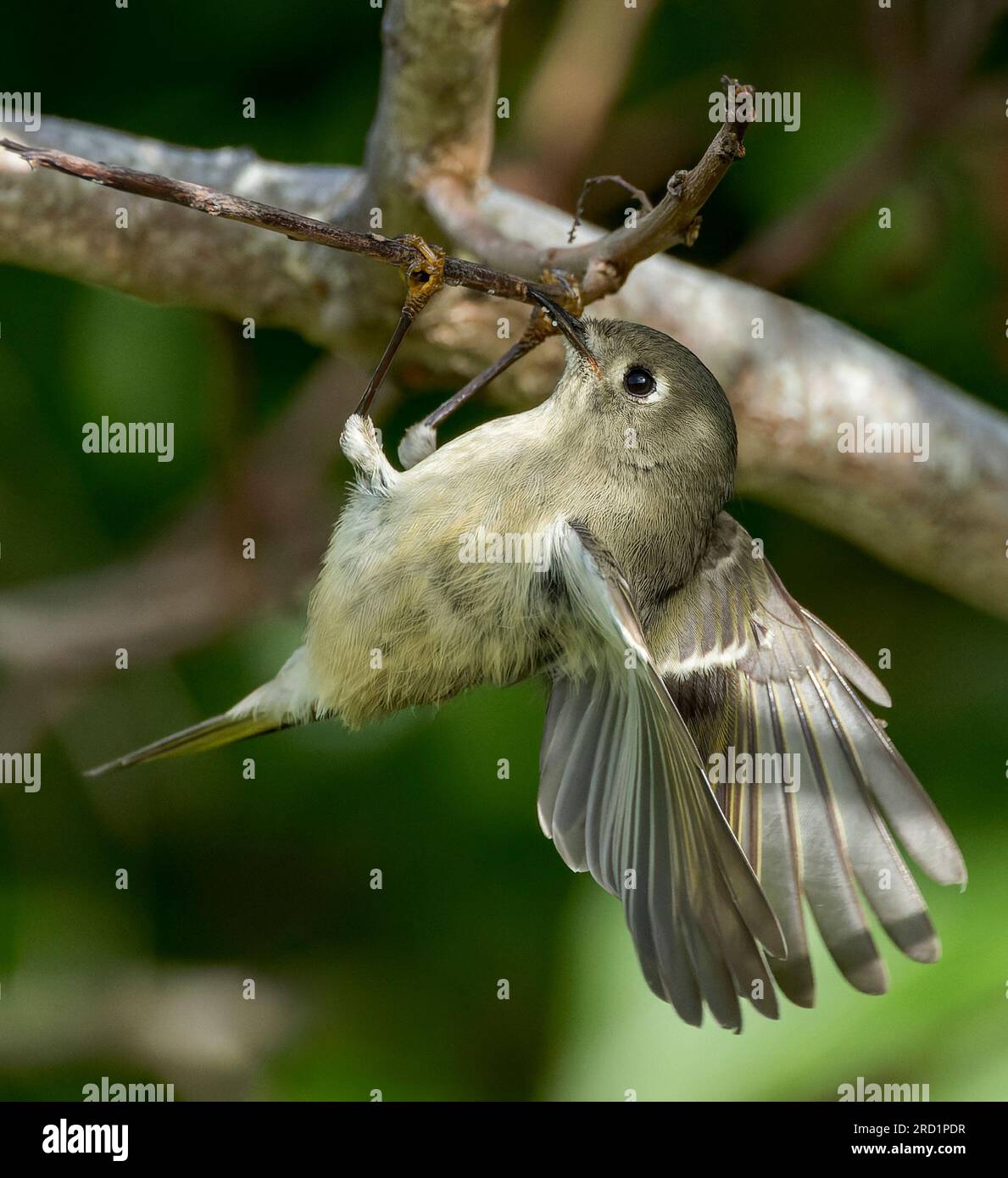 Kinglet, Regulus calendula, incoronato in rubino, sulle Bermuda, durante la migrazione autunnale. Foto Stock