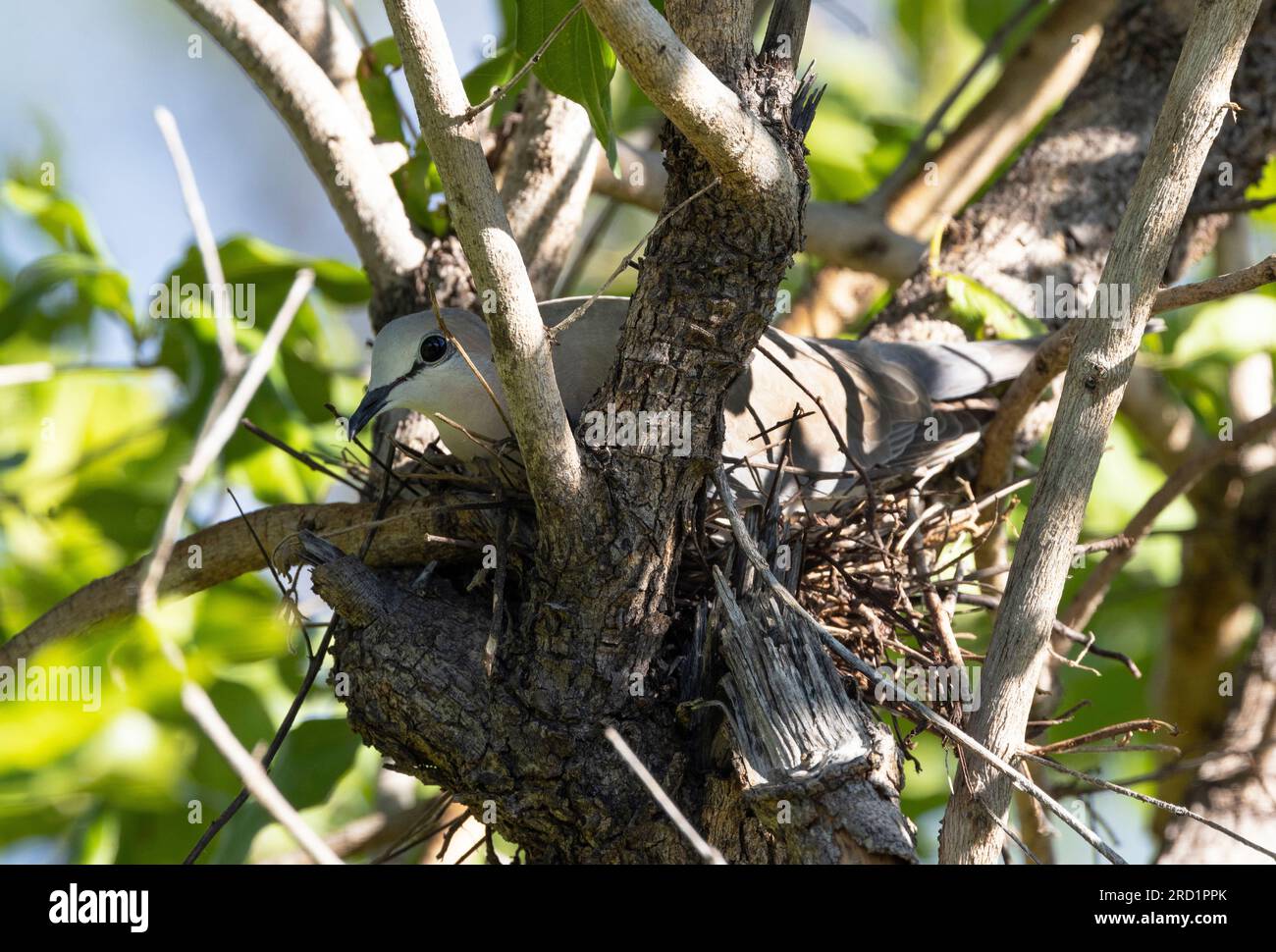 Una colomba a collo di anello (o tartaruga del Capo) siede sul suo nido incubando le uova. Come la maggior parte dei membri della famiglia, il nido è debole rispetto ai nidi di molti uccelli Foto Stock