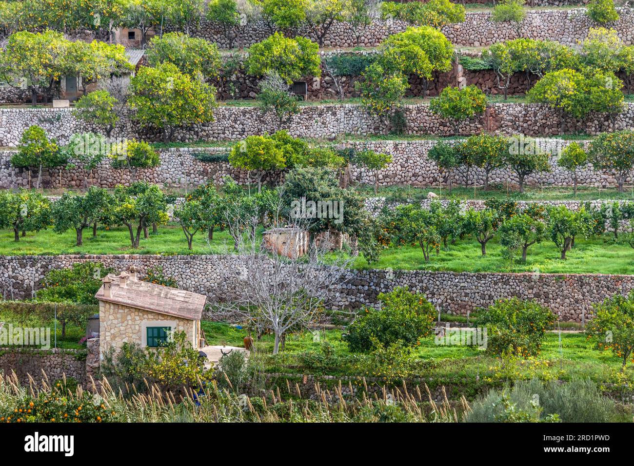 Geografia / viaggi, Spagna, Maiorca, Fornalutx, paesaggio terrazzato al villaggio di Fornalutx, Maiorca, ULTERIORI-DIRITTI-CLEARANCE-INFO-NOT-AVAILABLE Foto Stock