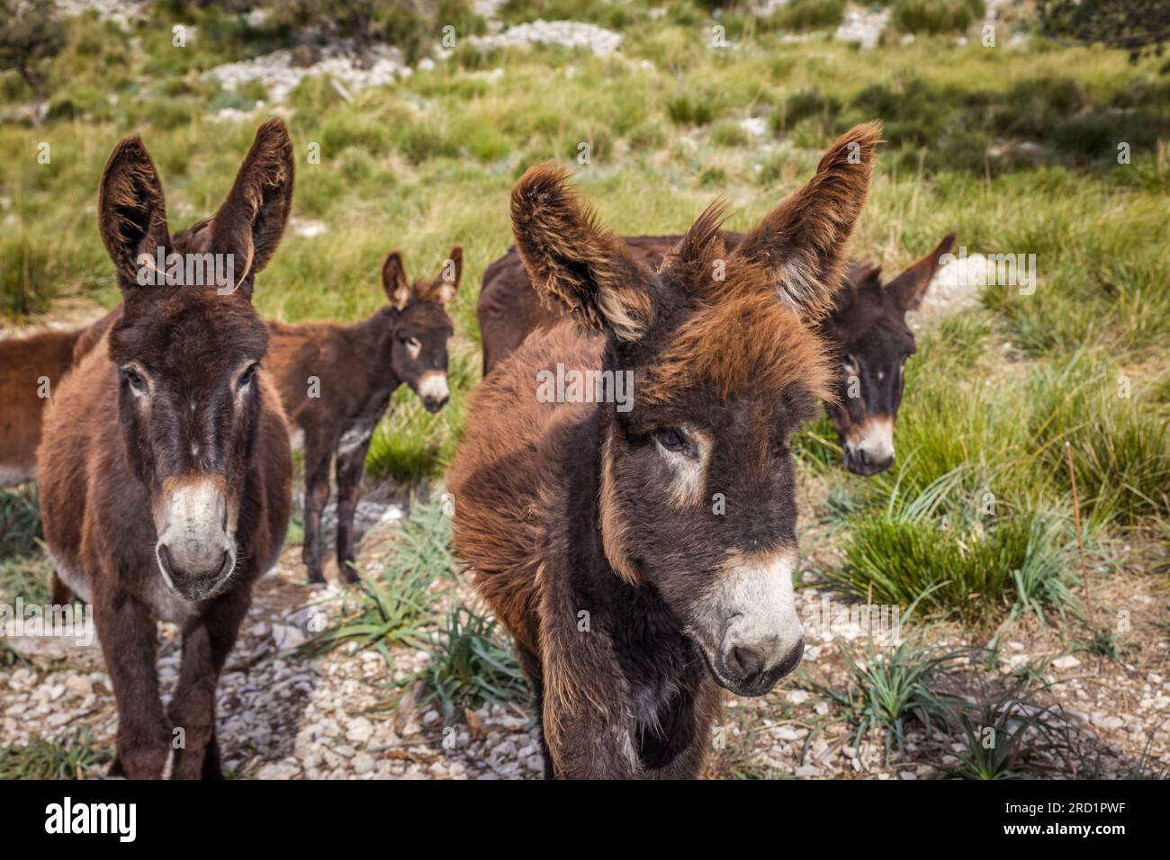 Zoologia / animali, asino, asino nella Serra de Tramuntana, Escorca, Maiorca, Spagna, ULTERIORI-DIRITTI-CLEARANCE-INFO-NOT-AVAILABLE Foto Stock