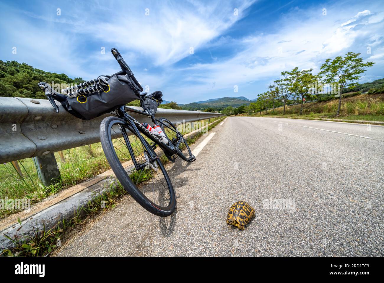 Una tartaruga su una strada vicino ad Ajaccio, isola della Corsica, Francia Foto Stock