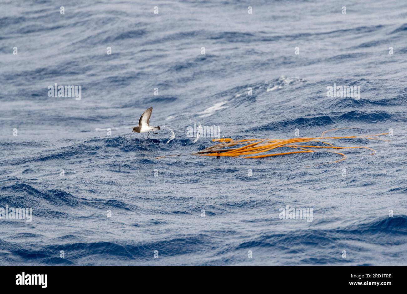 Il Petrel di Storm (Garrodia nereis) con dorso grigio in volo sull'oceano pacifico della Nuova Zelanda subantartica. Foraggio sopra kelp galleggiante. Foto Stock