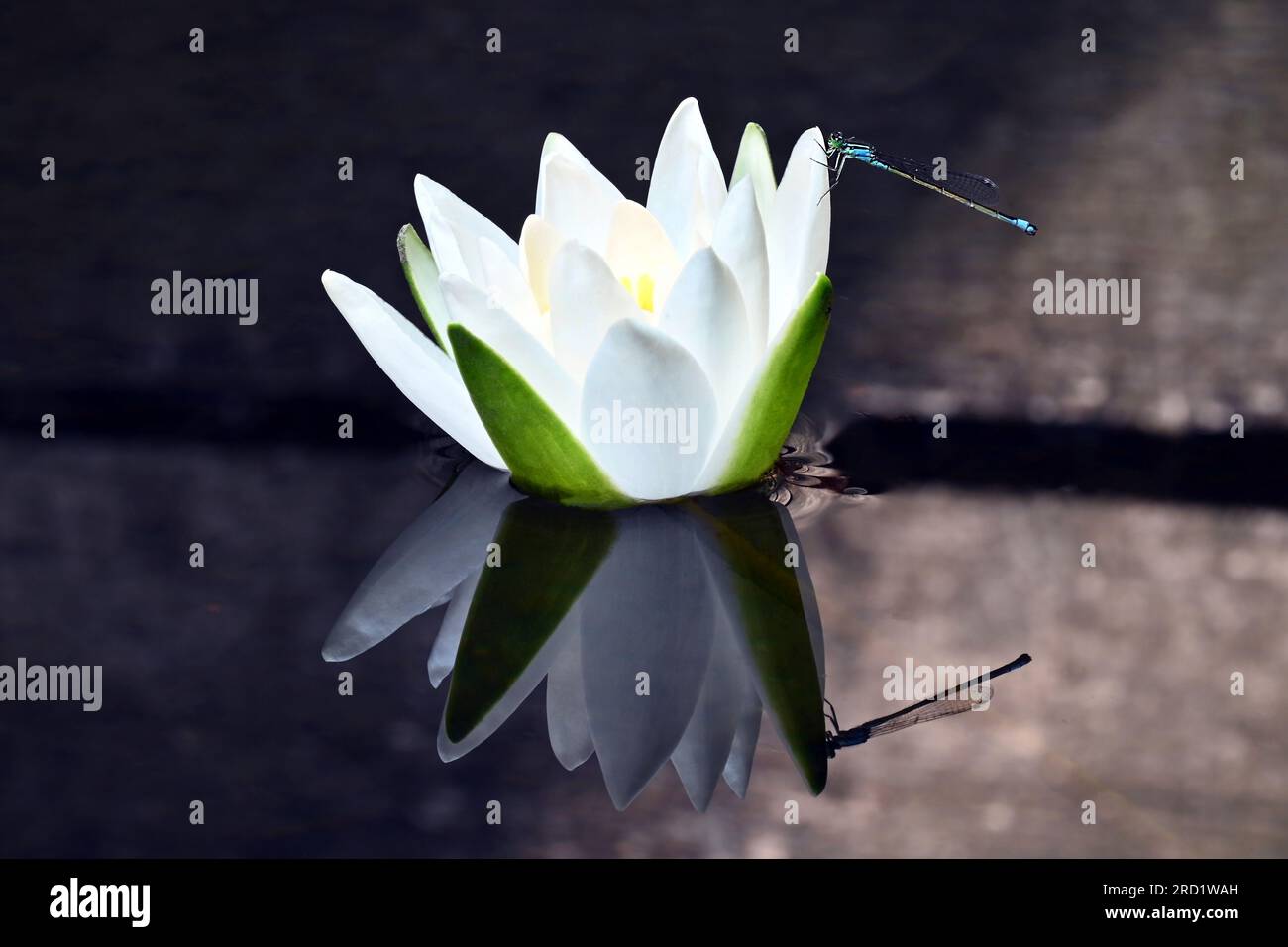 Giglio d'acqua bianca singolo con damigella blu e riflessi sull'acqua calma vicino al mulino ad acqua di Dunajský Klátov nell'area di conservazione naturale di Klátovské rameno Foto Stock
