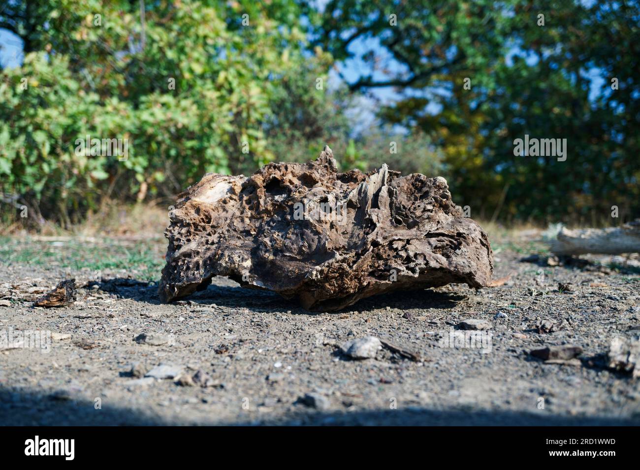 Pezzo pietrificato di legno distrutto, zona montana Foto Stock