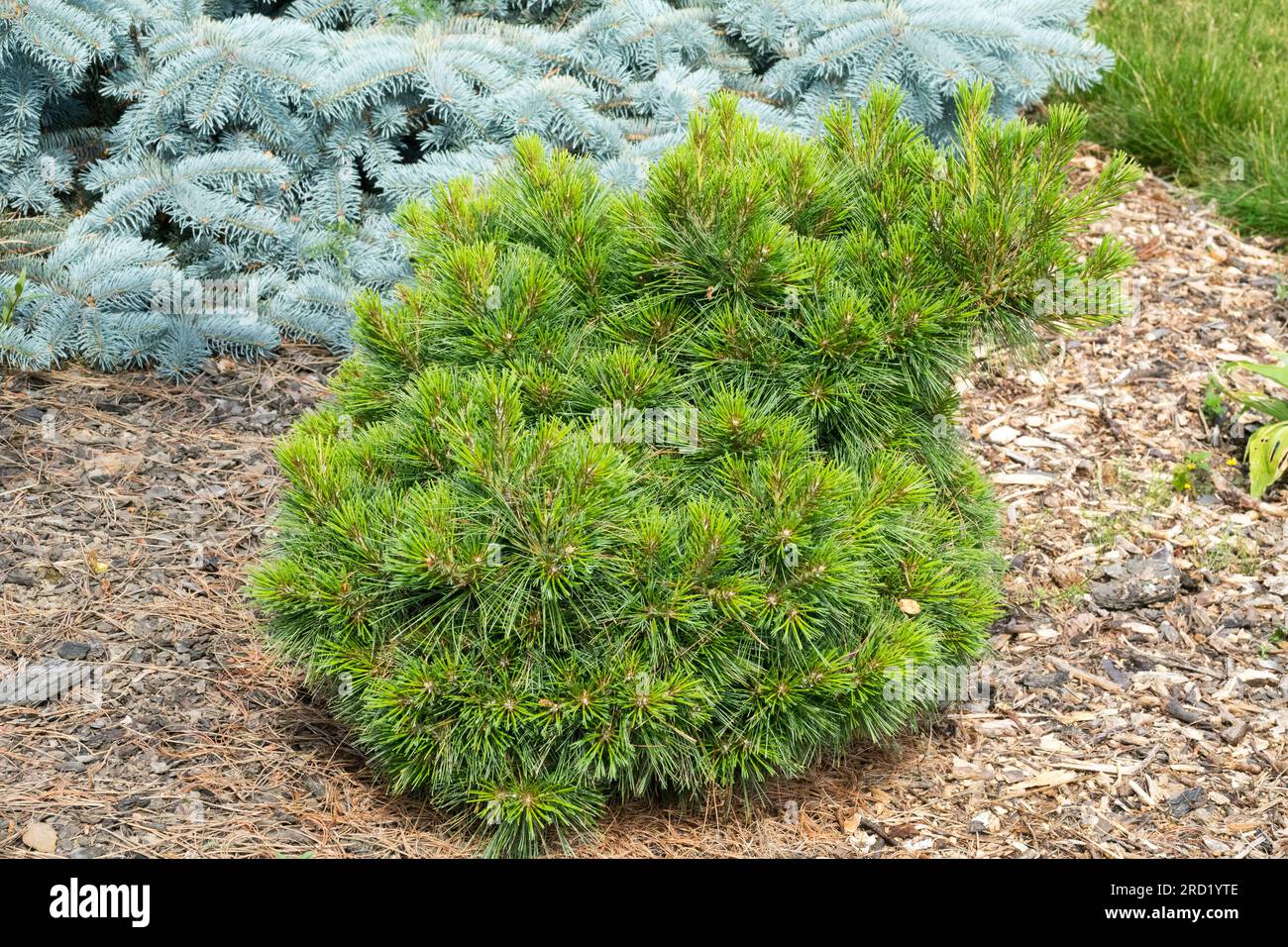 Tree, Dwarf, Pinus strobus 'Ontario' Garden, Pine Foto Stock