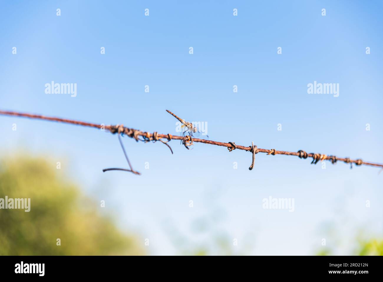 Dragonfly arroccato su un filo sotto un cielo blu Foto Stock