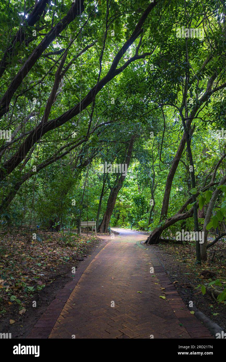 Sentiero attraverso la tettoia degli alberi a Green Island. North Queensland. Foto Stock