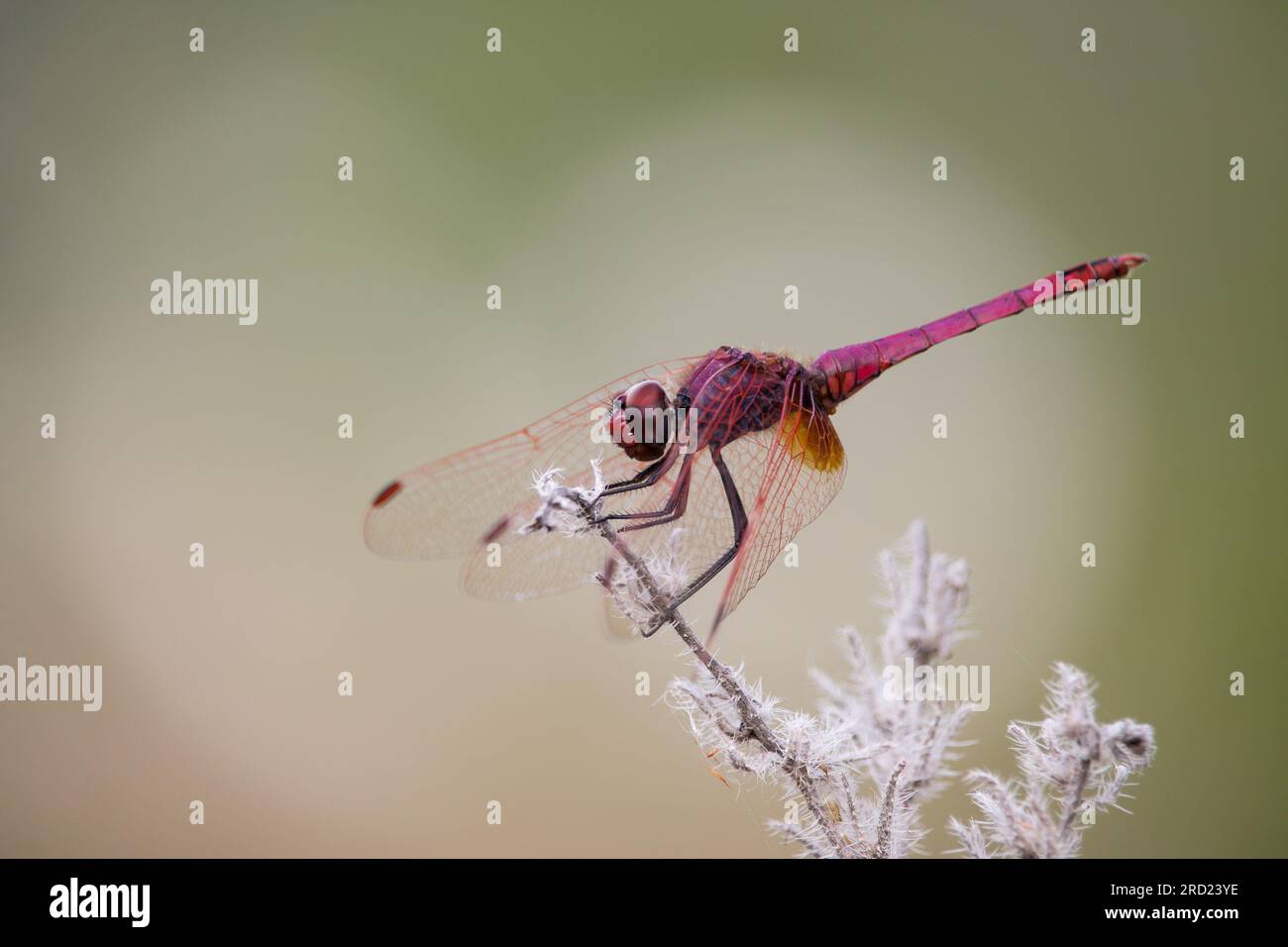 Libellula rossa con sfondo bokeh a forma di cuore Foto Stock