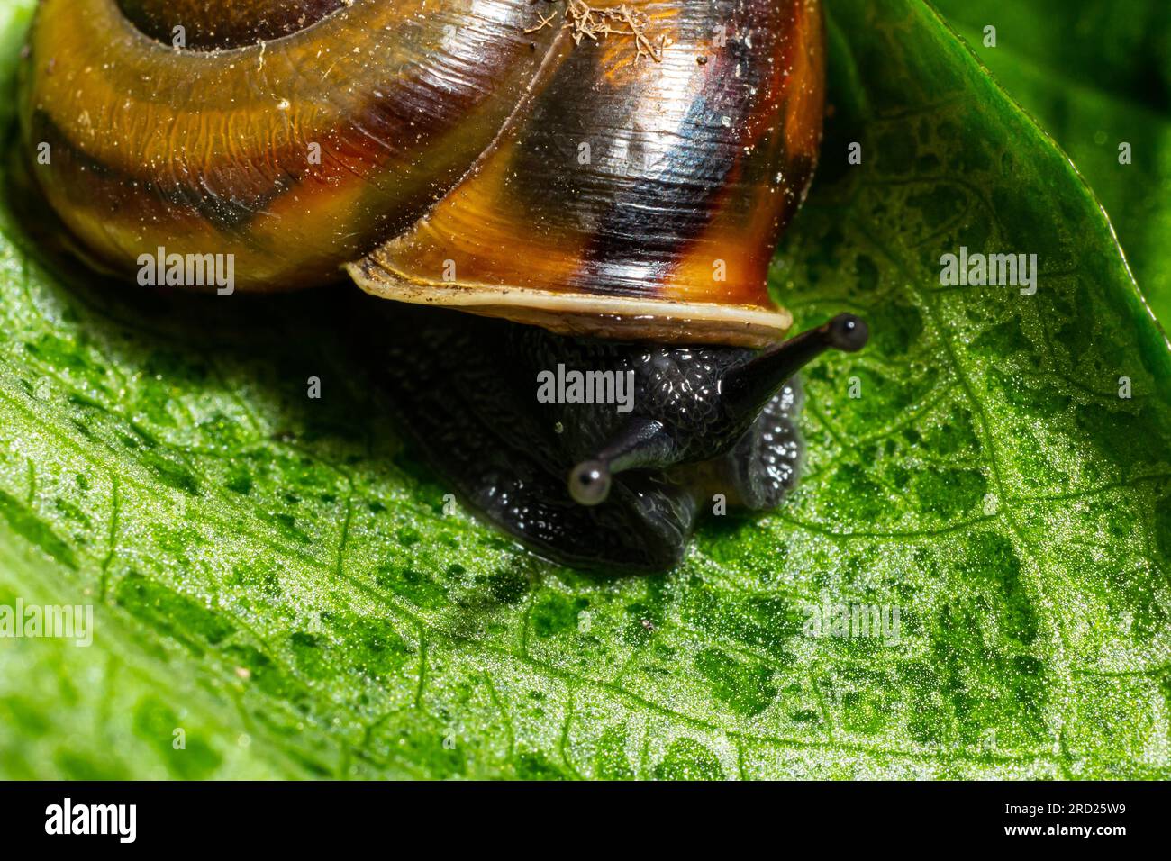 Oxychilus alliarius , comunemente noto come lumaca all'aglio o lumaca di vetro all'aglio. Foto Stock