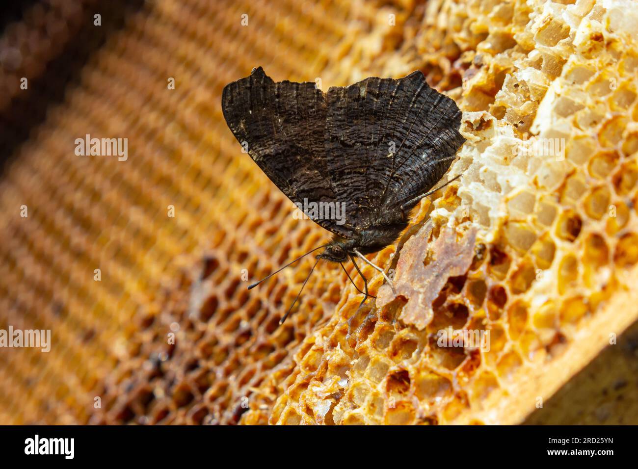 Orticaria farfalla su nido d'ape. Primo piano. apicoltura, la farfalla si nutre di miele da alveari. Foto Stock