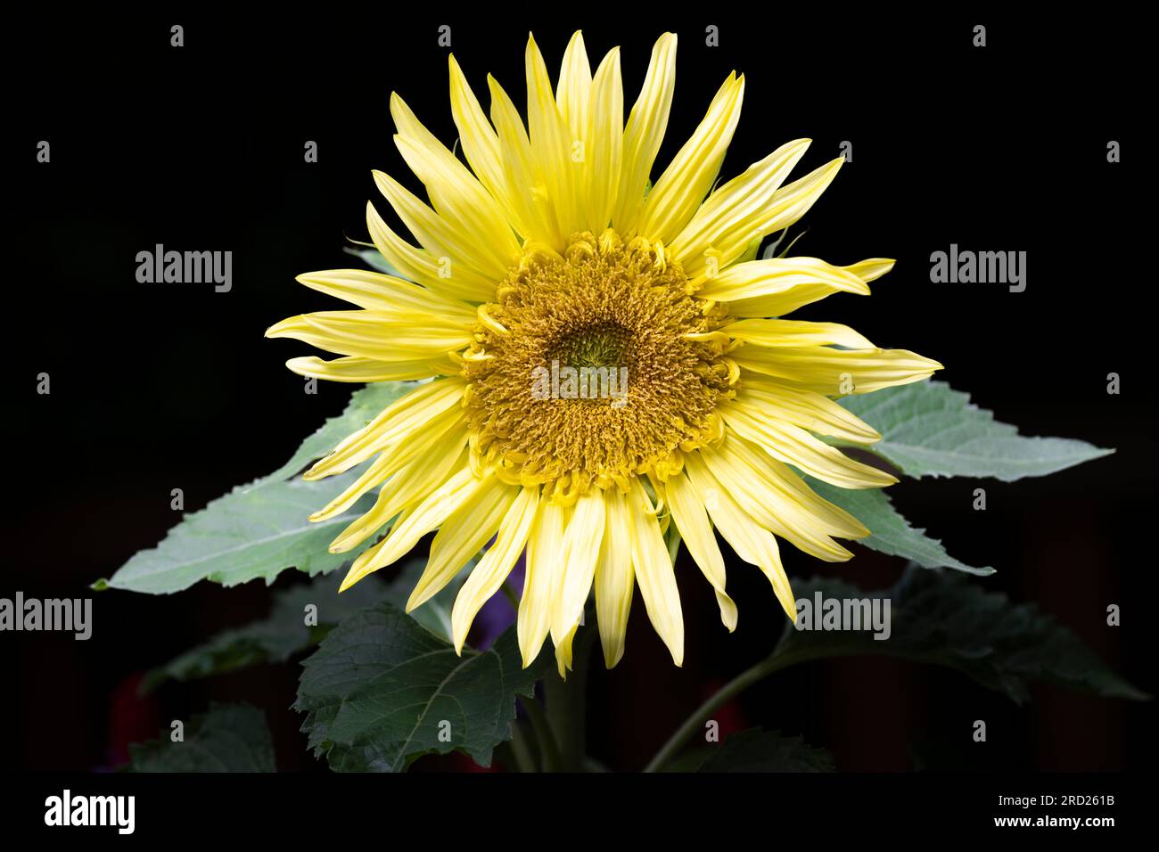 Un primo piano di un bellissimo girasole giallo fotografato su uno sfondo verde scuro Foto Stock