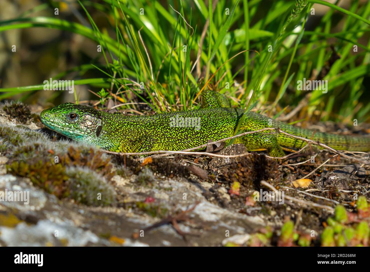 La lucertola verde europea Lacerta viridis emerge dall'erba esponendo i suoi bei colori. Foto Stock