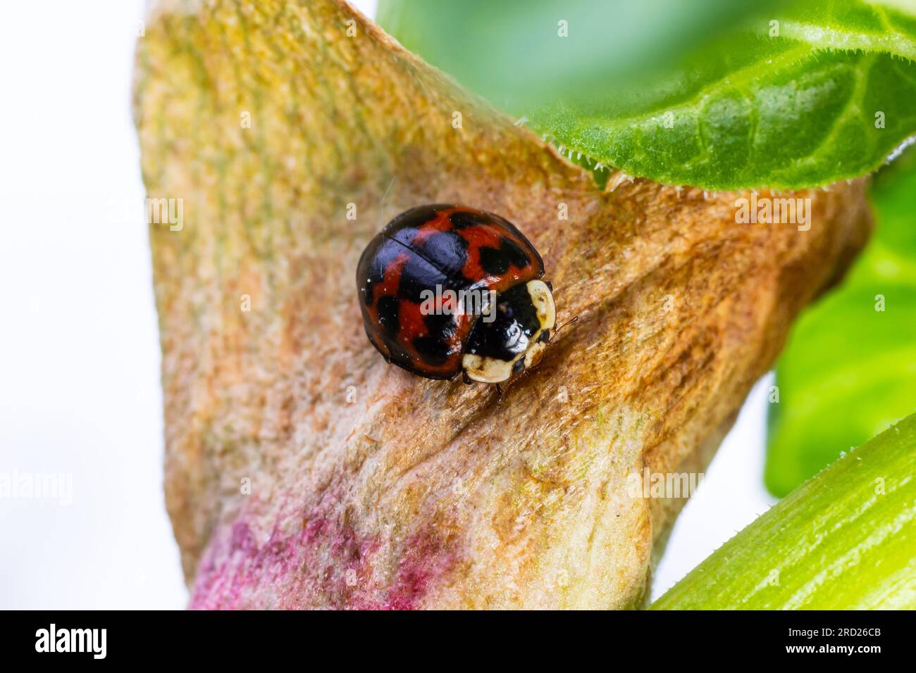 Lo scarabeo asiatico delle coccinelle Namitento, l'armonia axyridis con macchie arancioni sul nero seduto nelle foglie verdi della foresta soleggiato all'aperto macro photogra Foto Stock