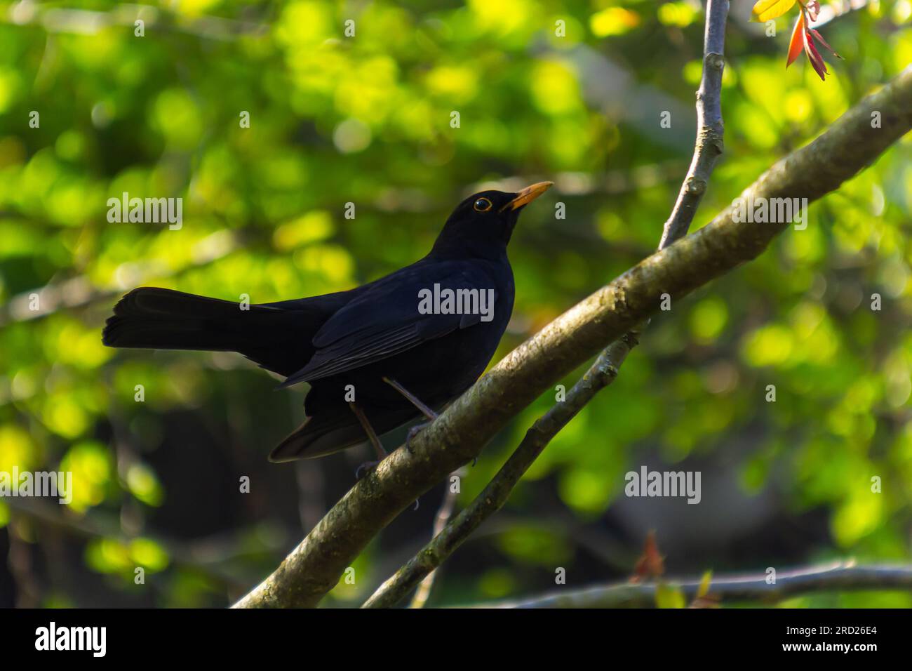 Maschio Blackbird Turdus merula arroccato sul ramo di un albero. Foto Stock