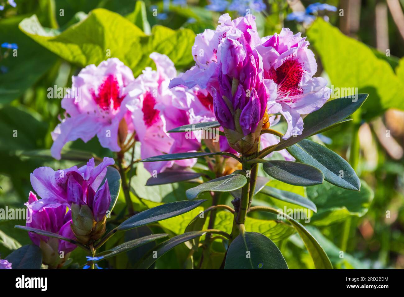 Rhododendron in fiore, foto ravvicinata di fiori rosa con messa a fuoco morbida selettiva Foto Stock