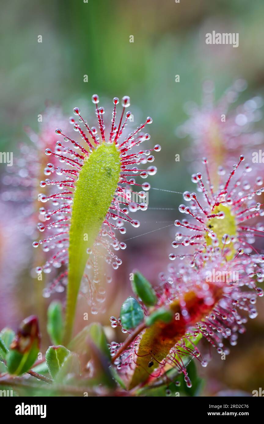 Sundew inglese Foto Stock