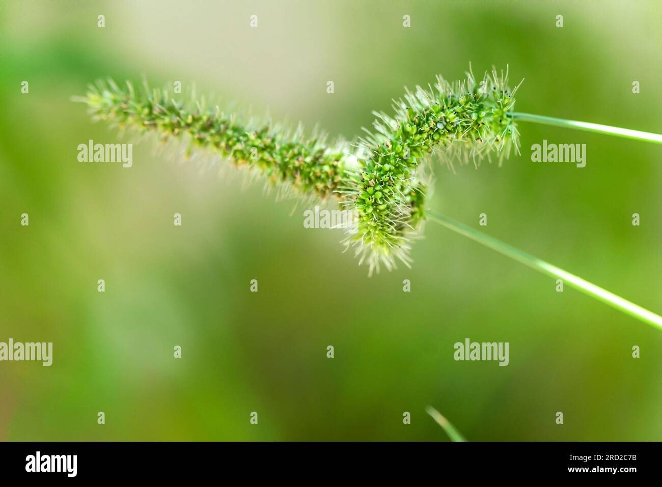 Bellissimi germogli verdi su sfondo verde, primi piani, macro fotografia Foto Stock