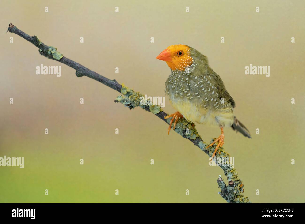 Faccia gialla, finch stella (Bathilda ruficauda) Foto Stock