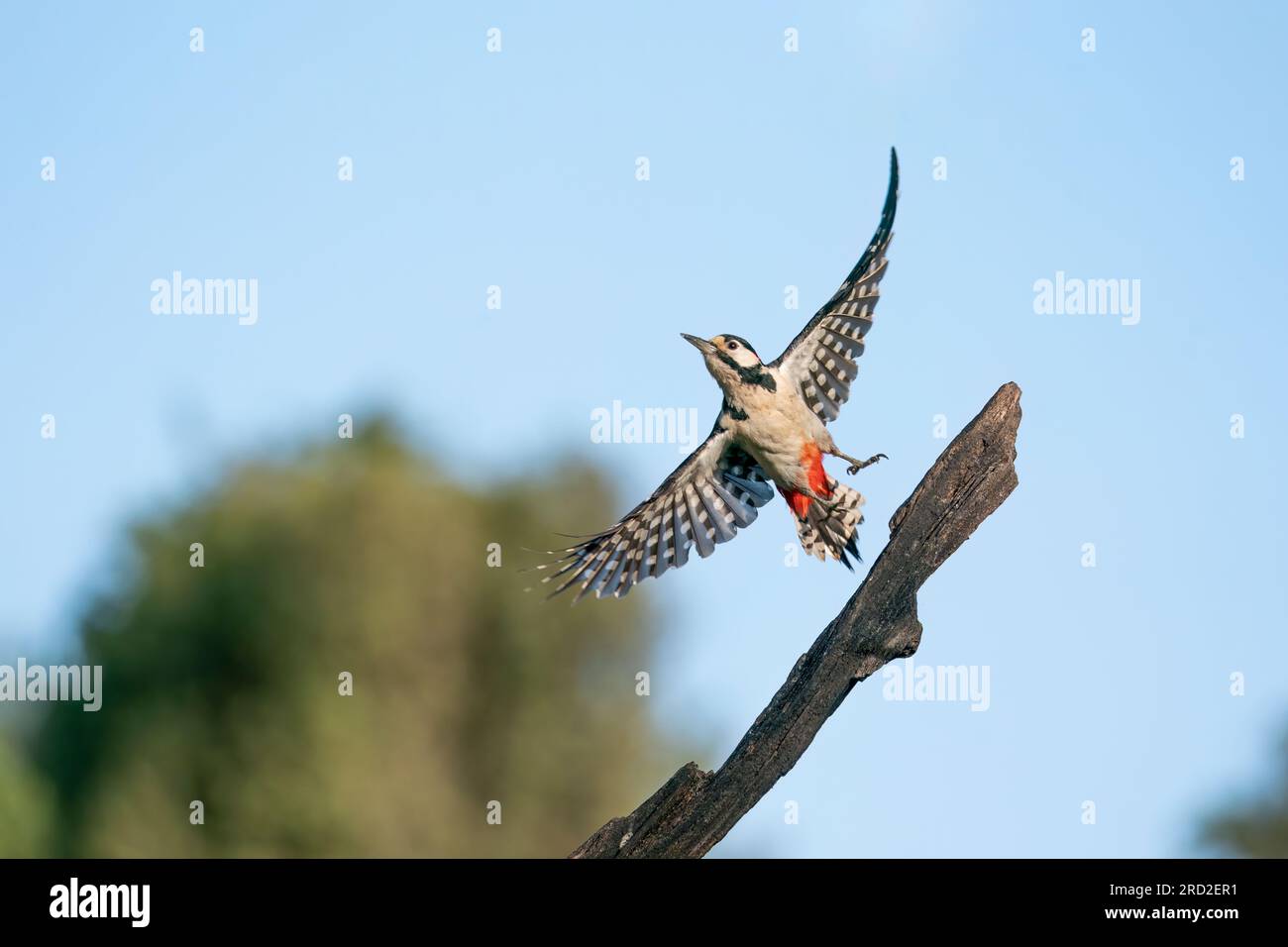 Il picchio maculato (Dendrocopos Major) sta decollando. Foto Stock