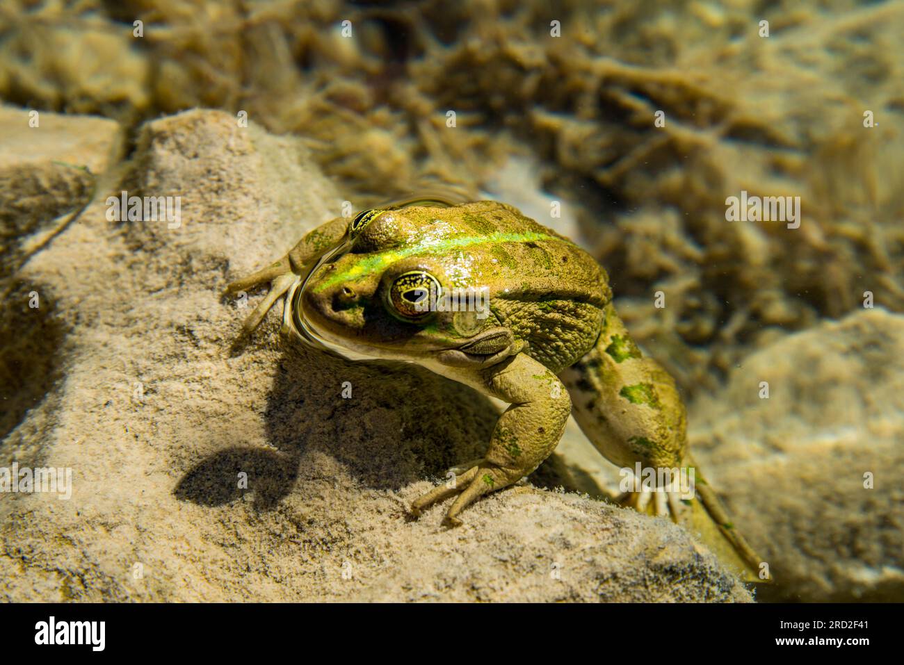 rana Foto Stock