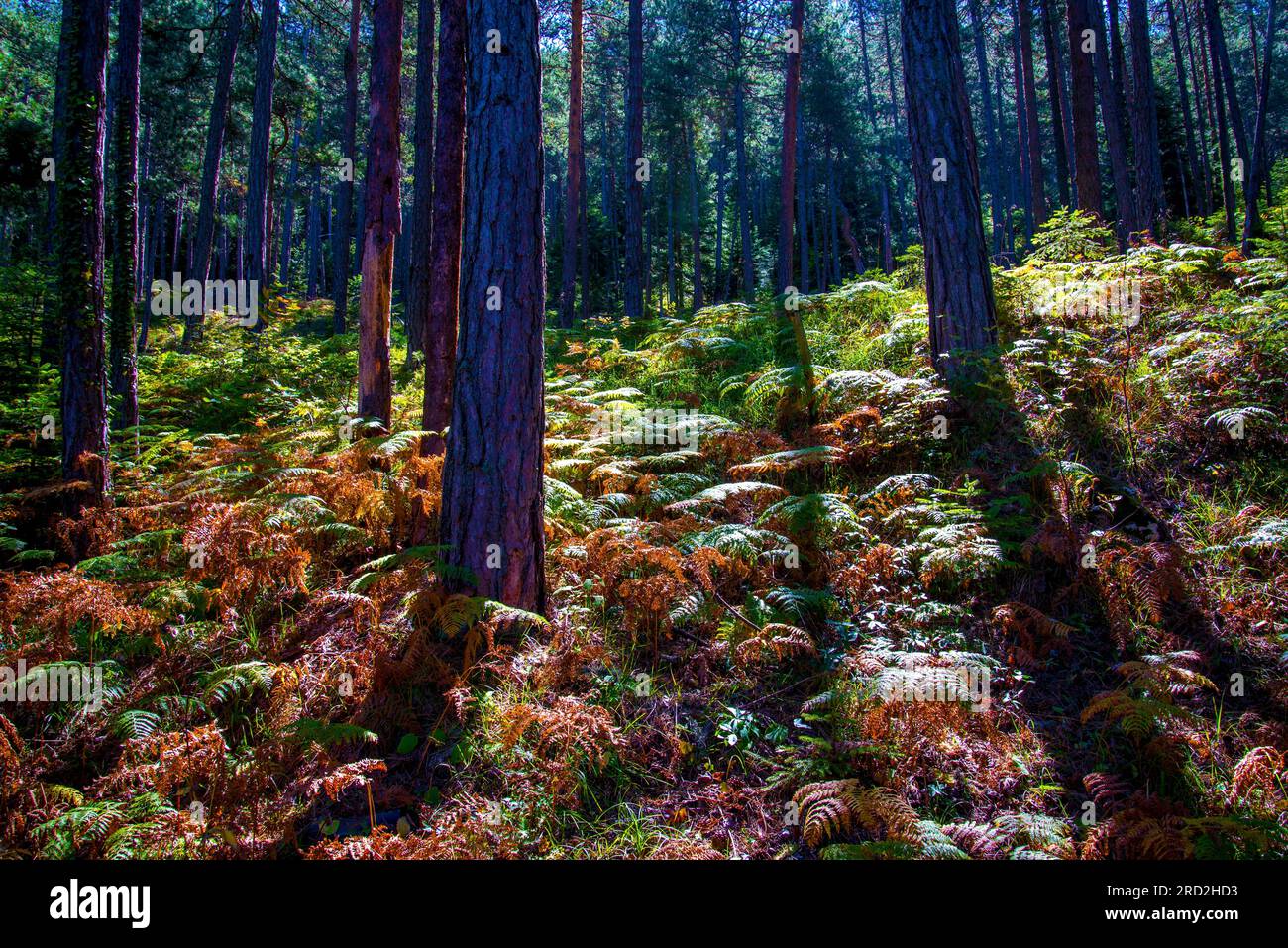 foresta Foto Stock