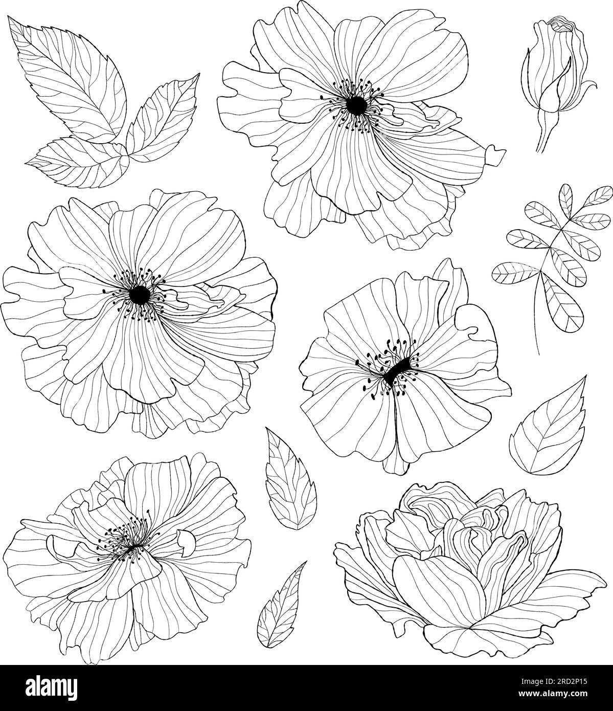 Collezione di fiori decorativi. Disegnato a mano. Illustrazione vettoriale. Piante lineari isolate, foglie e rami per il design, l'arredamento e la decorazione. Illustrazione Vettoriale